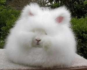 兔毛是什么面料？兔毛面料的優缺點